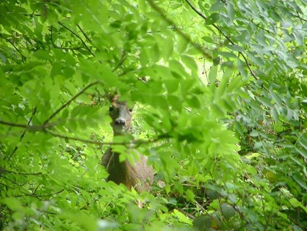 Wildlife